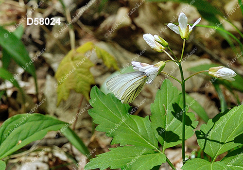 Mustard White (Pieris oleracea)